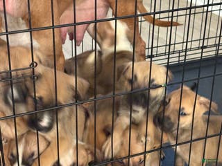 Mixed Breed dogs Mixed Breed Puppy 5 - Ad 7