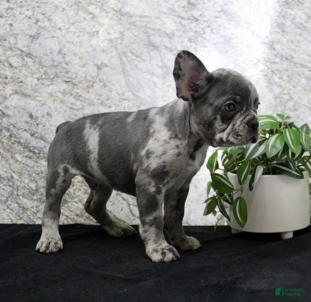 French Bulldog dogs for sale: Sawyer - Ad 8