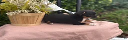 Chihuahua dogs for sale: Lacey - Ad 18
