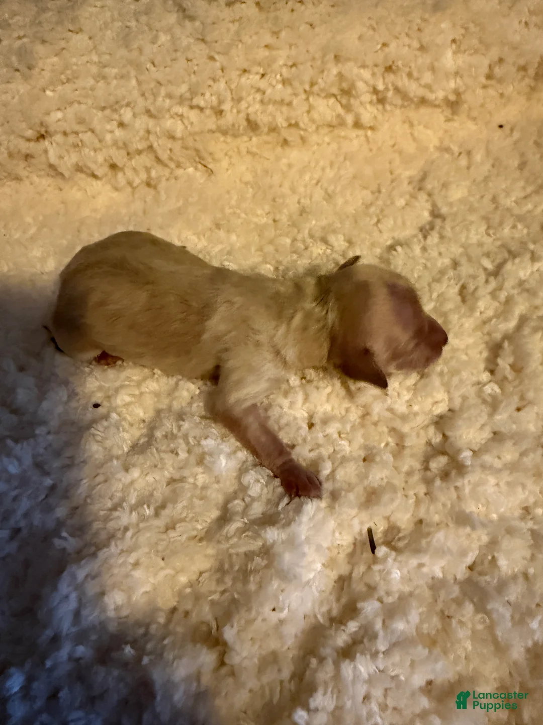 Miniature Poodle dogs for sale: Miniature Poodle 1 - Ad 10