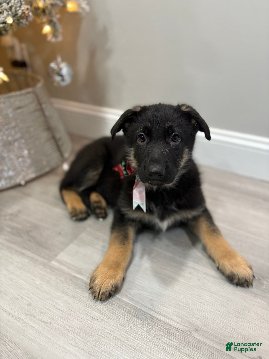 German Shepherd dogs for sale: German Shepherd Puppy 2 - Ad 1