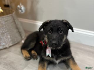 German Shepherd dogs German Shepherd Puppy 2 - Ad 8
