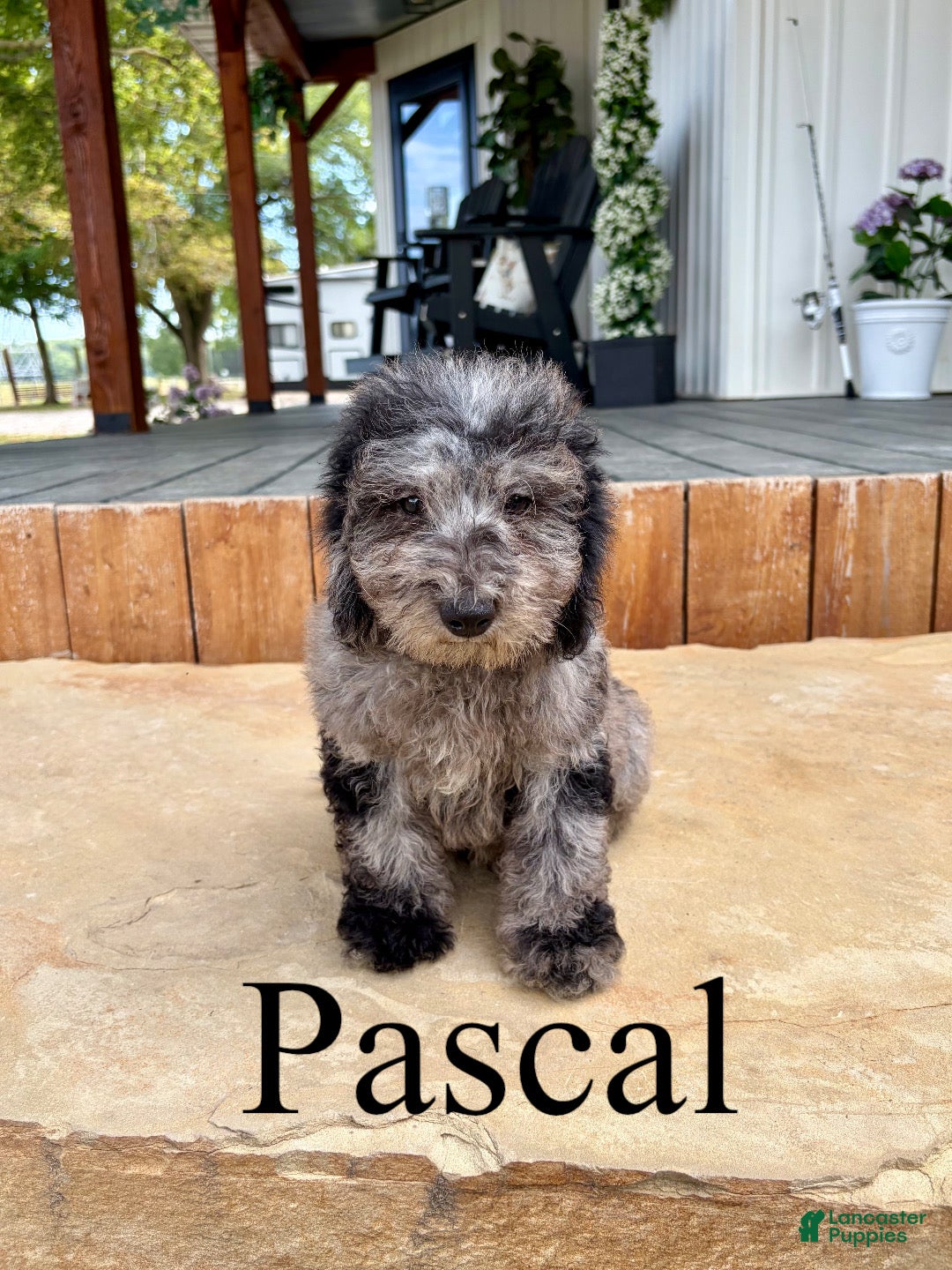 Mini Goldendoodle dogs Pascal - Micro mini - Ad 1
