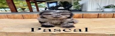 Pascal - Micro mini