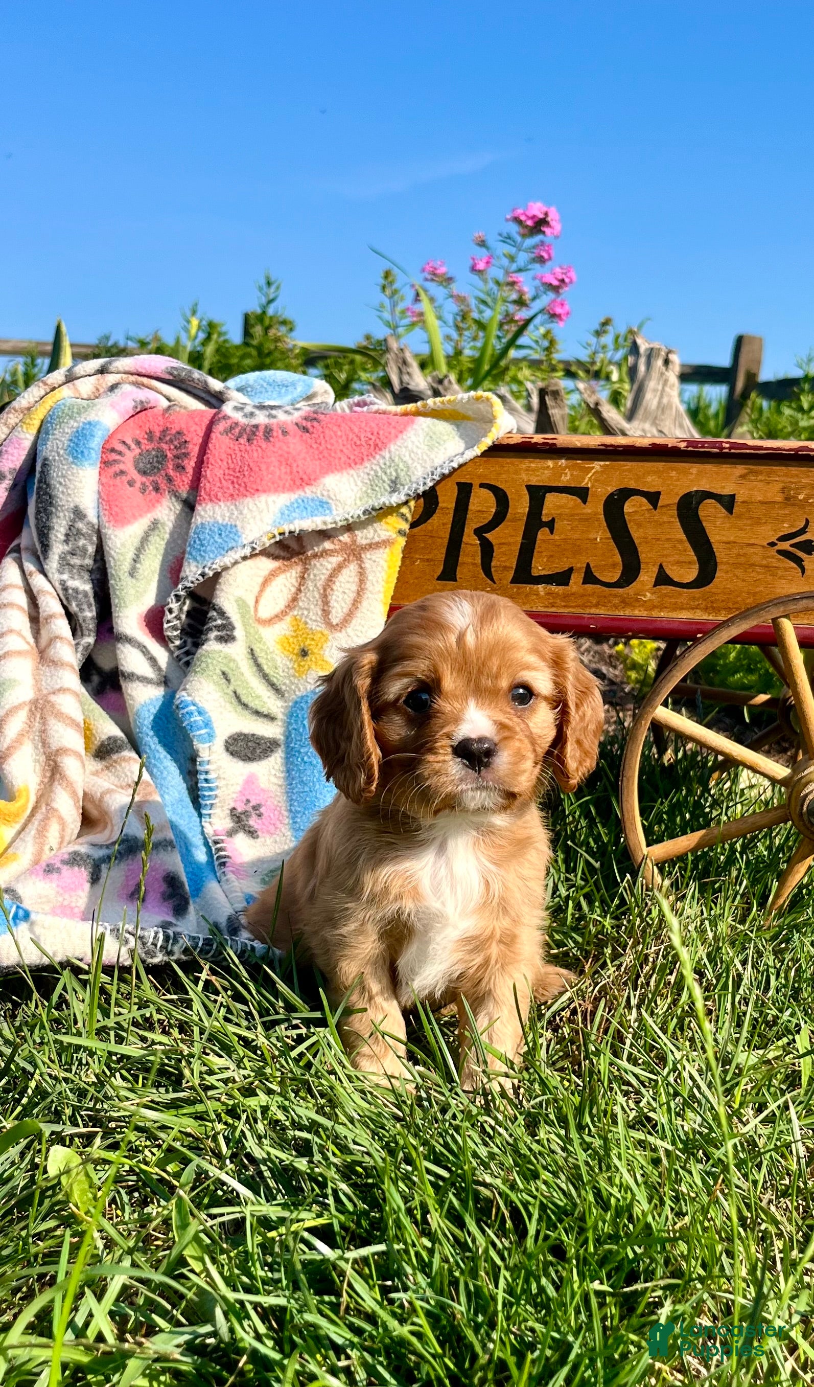 Cavalier King Charles Spaniel dogs Lil Jimmy❤️Heart Tested Momma AKC - Ad 1
