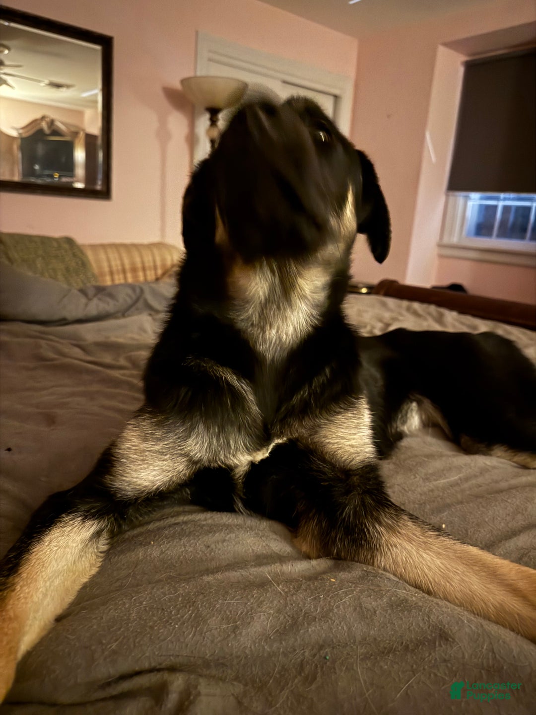 Mixed Breed dogs for sale: Britta - Ad 5