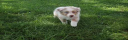 Australian Shepherd dogs for sale: Sassy - Ad 3