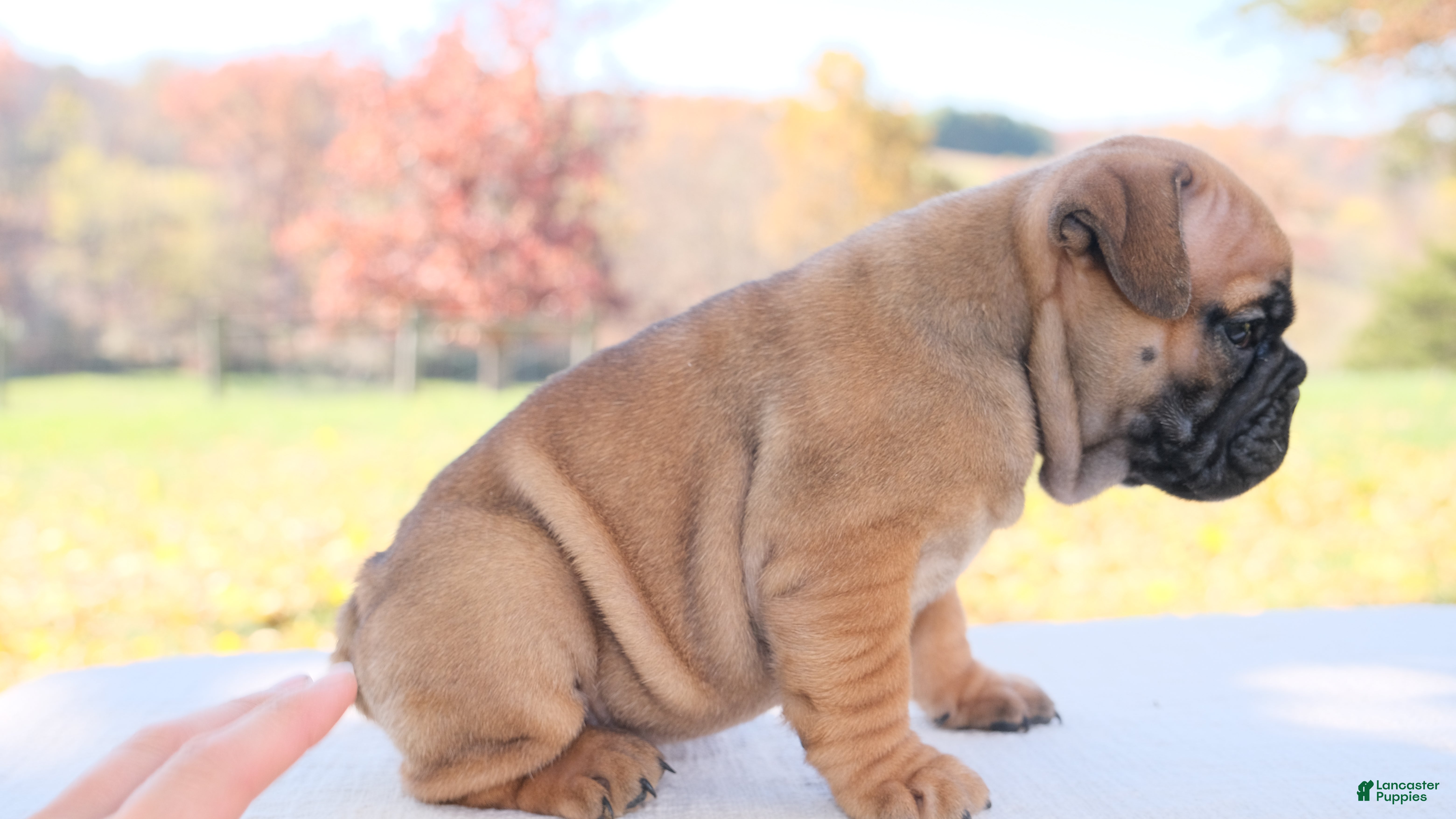 English Bulldog dogs for sale: Sophie - Ad 2