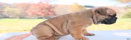 English Bulldog dogs for sale: Sophie - Ad 2