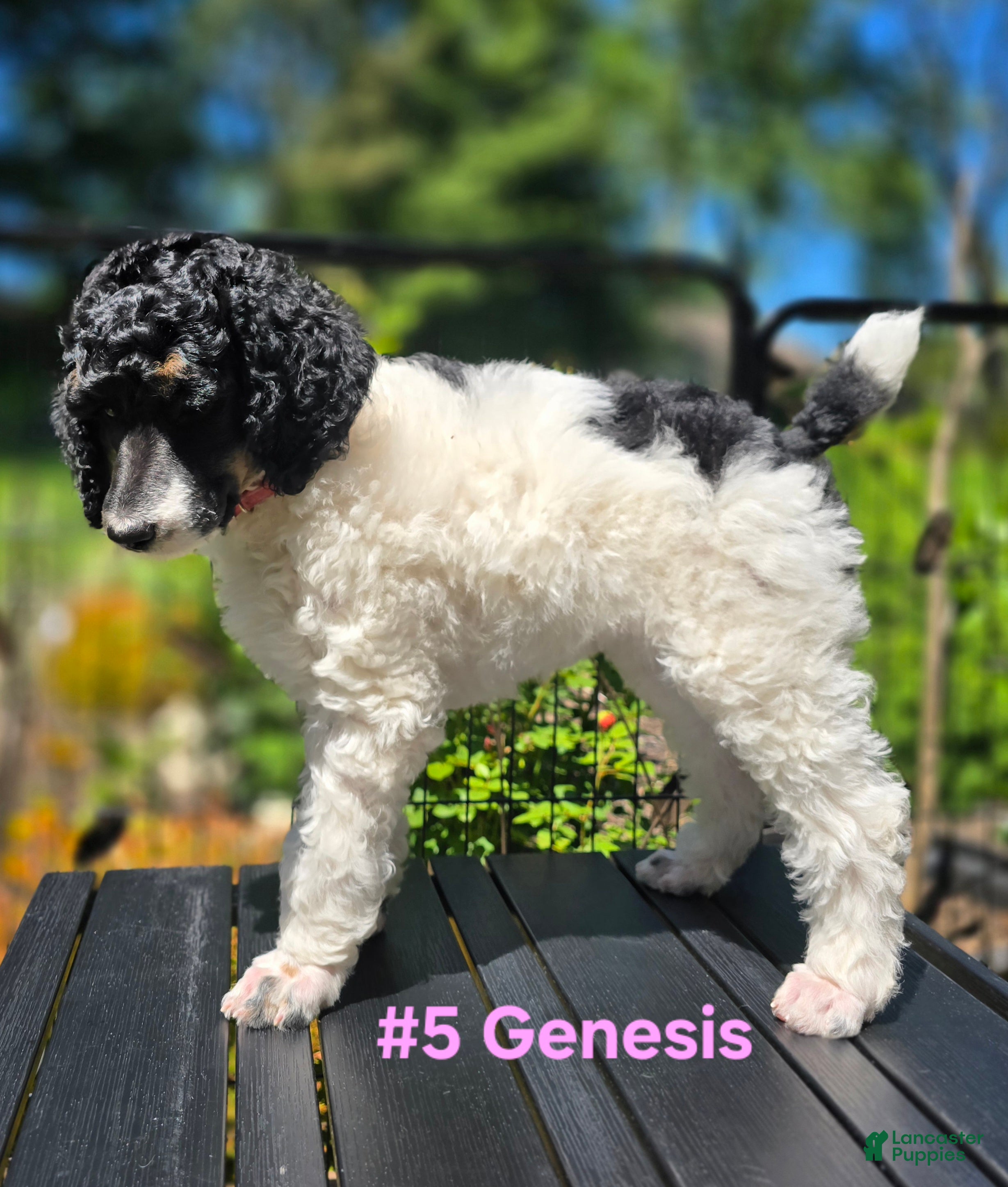 Standard Poodle dogs Genesis - Ad 38