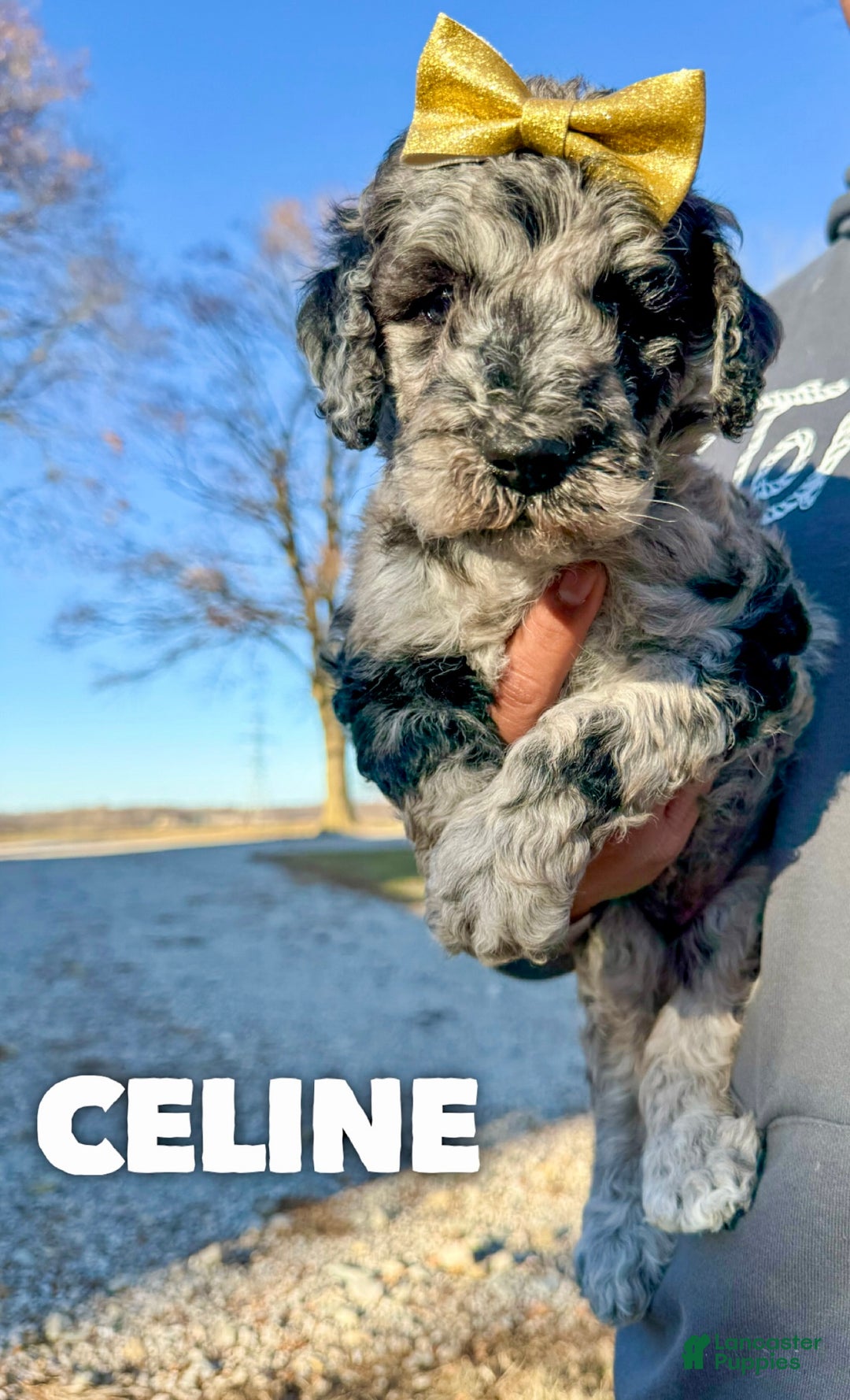 Mixed Breed dogs for sale: Celine - Ad 1