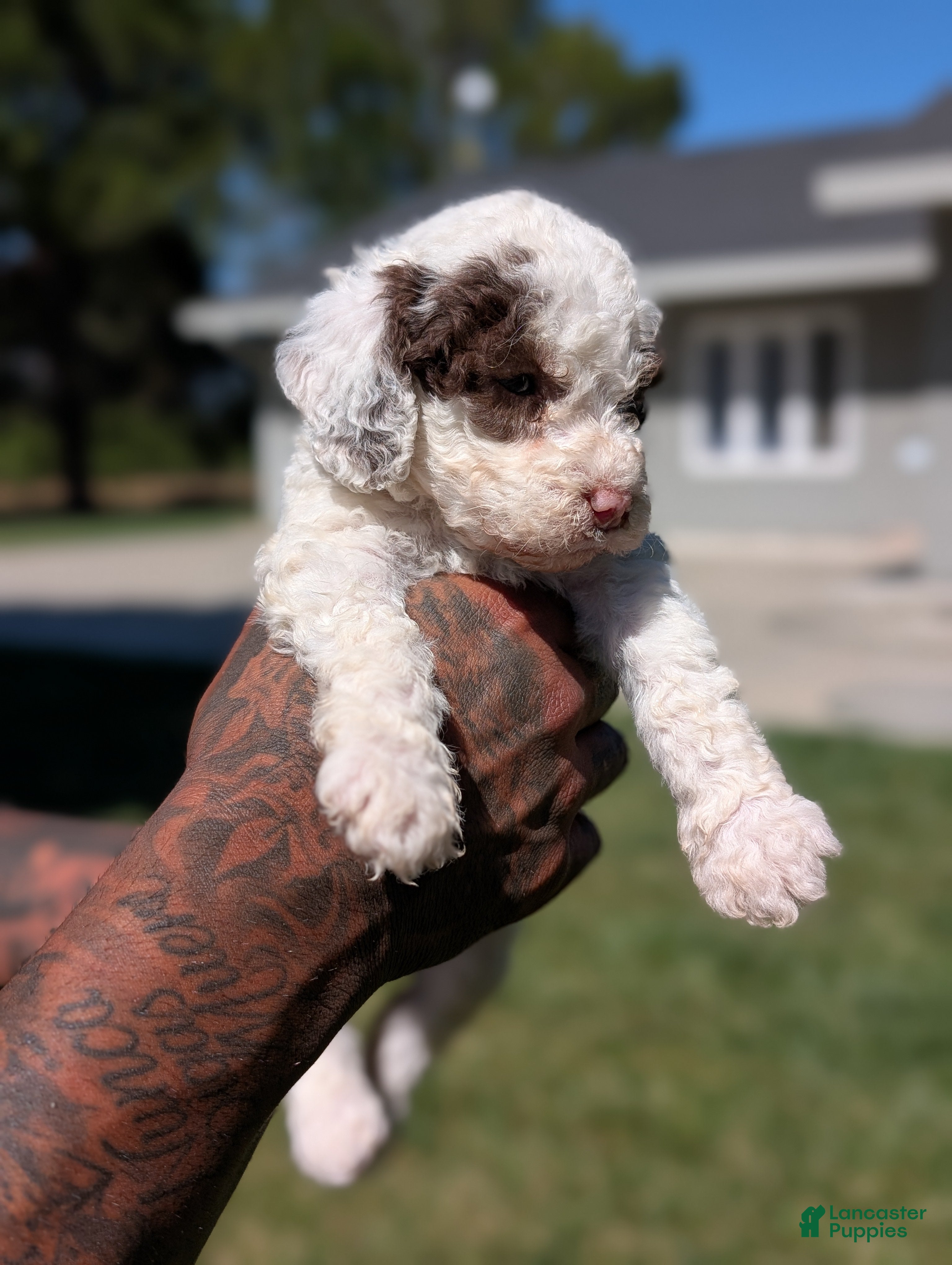Mixed Breed dogs EMBER  - Ad 2