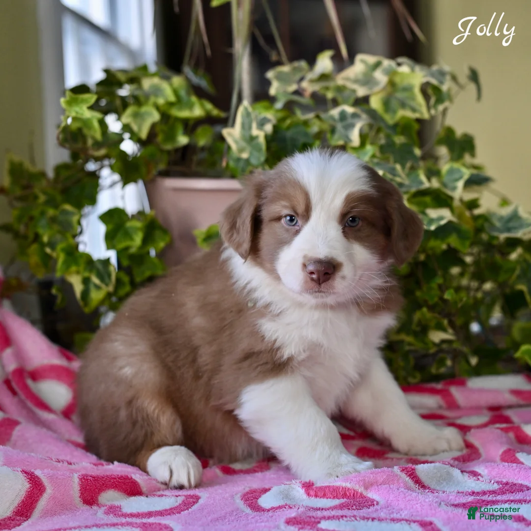 Australian Shepherd dogs for sale: Jolly - Ad 3