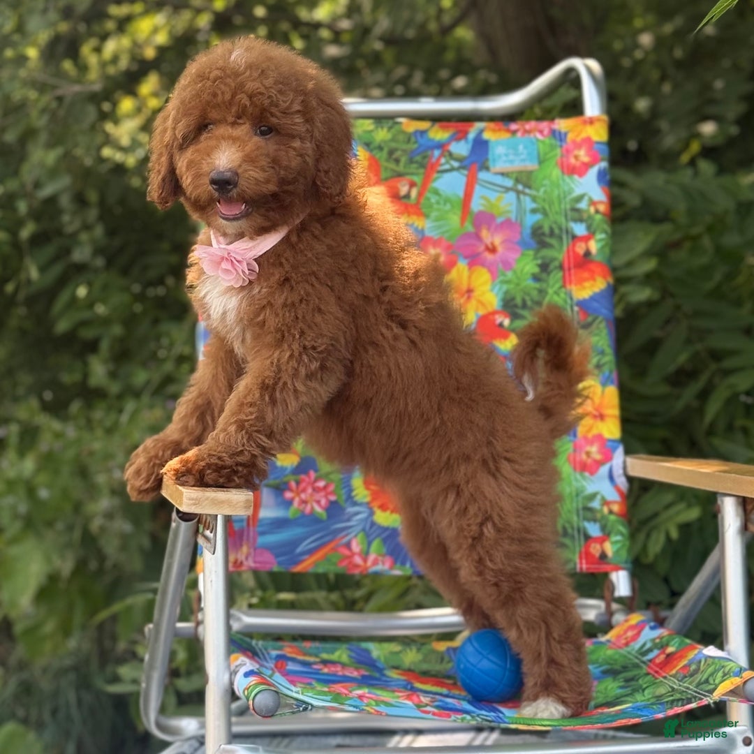 Goldendoodle dogs Goldendoodle 4 - Ad 31