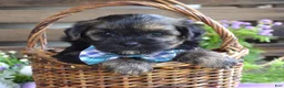 Morkie dogs for sale: Felix - Ad 5