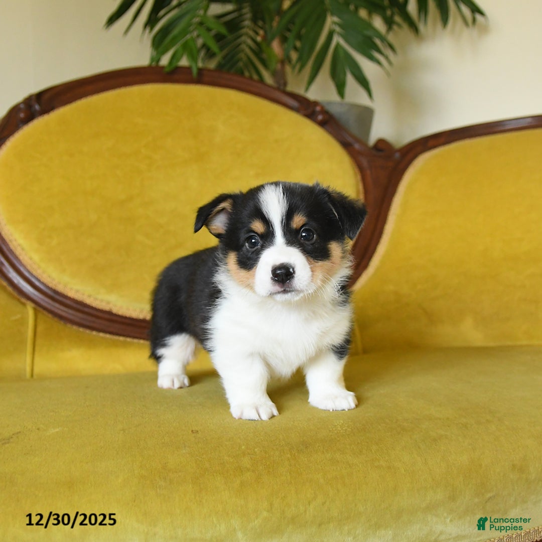 Welsh Corgi Pembroke dogs for sale: Prince    - Ad 8