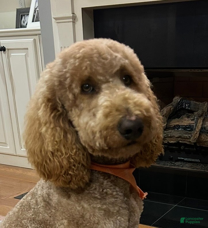 Boston's Scout 