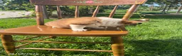 Welsh Corgi Pembroke dogs for sale: Layla - Ad 4