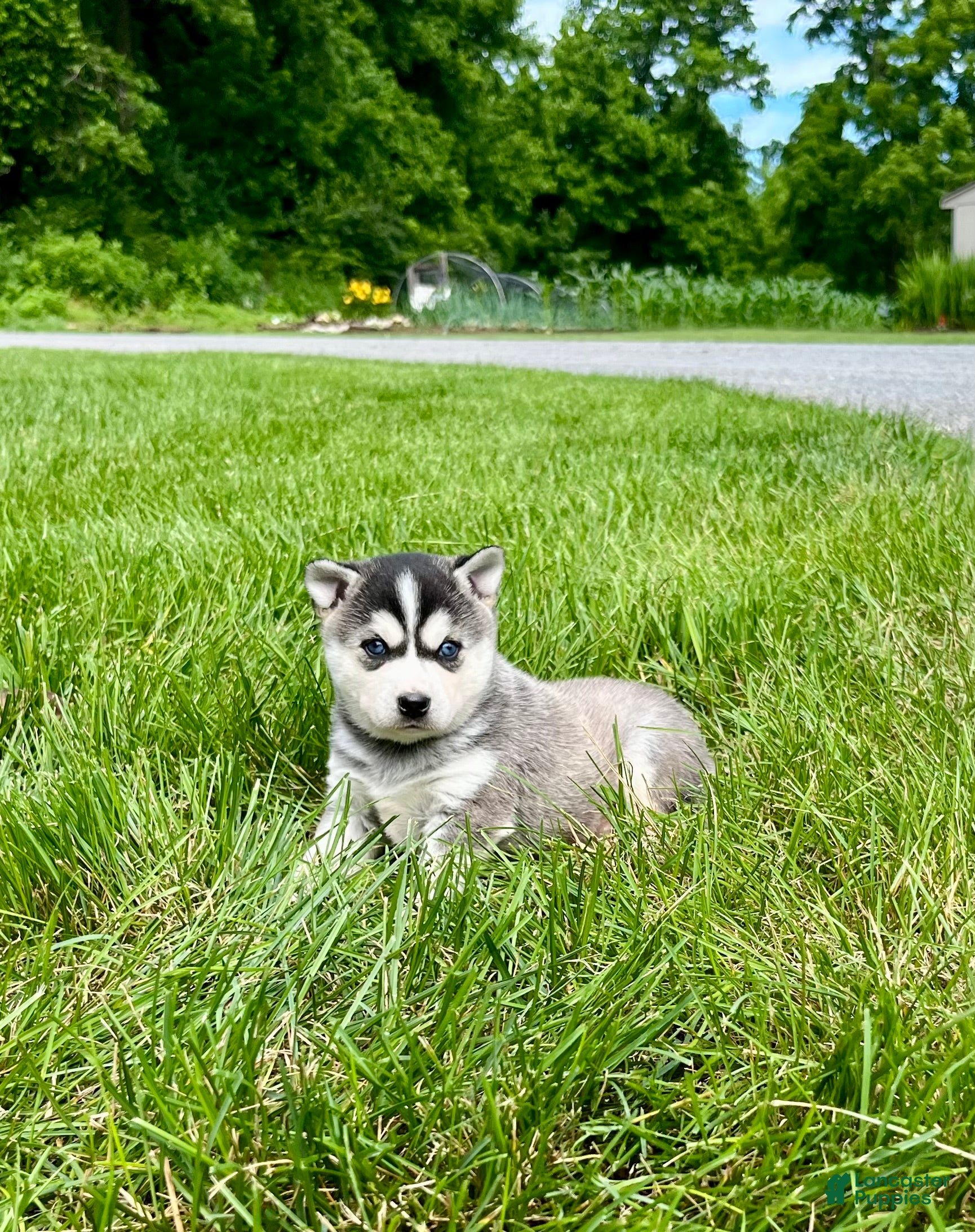 Alaskan Klee Kai dogs Alaskian ❤️ICA Reg❤️ - Ad 9