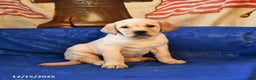 Labrador Retriever dogs for sale: Handsome - Ad 1