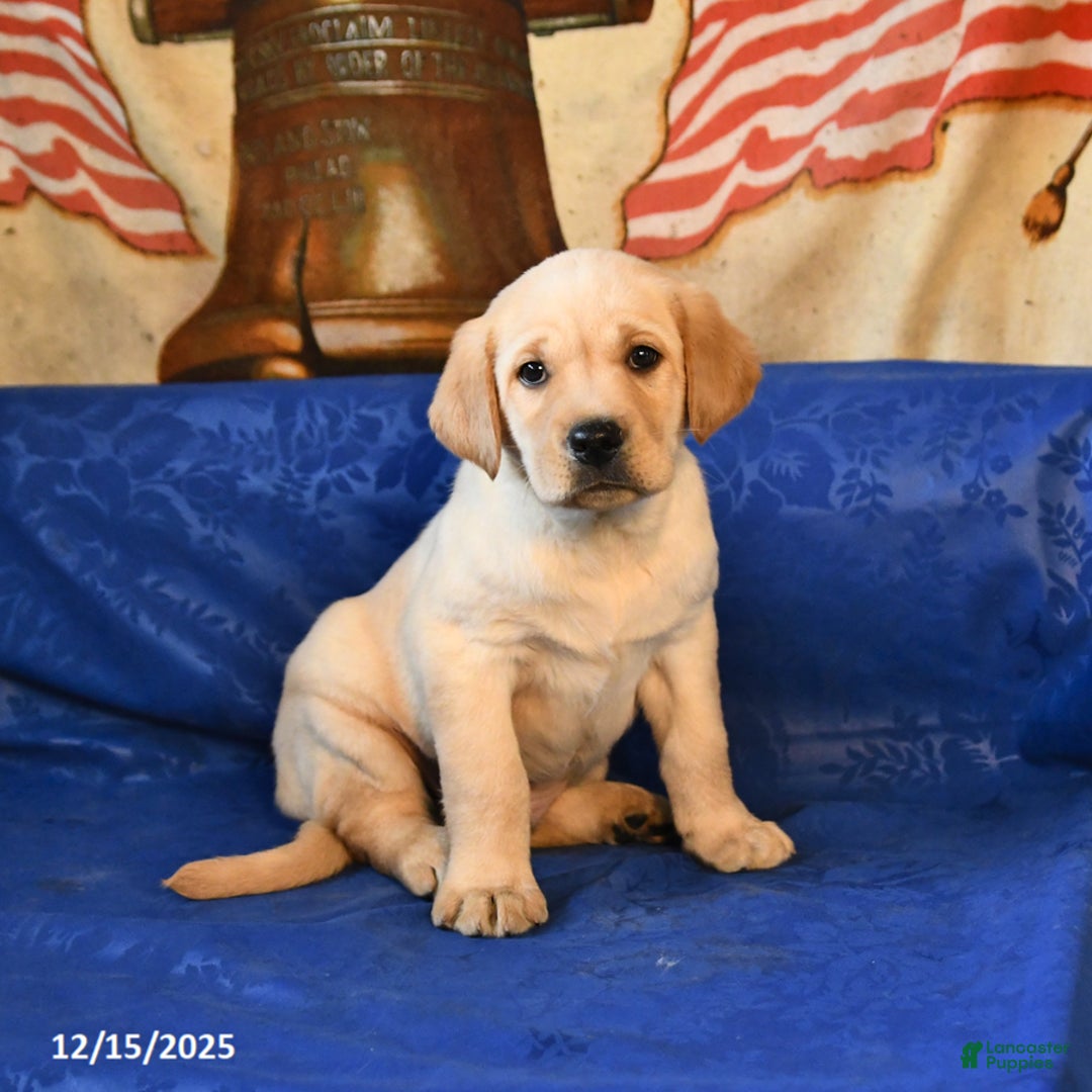 Labrador Retriever dogs for sale: Handsome - Ad 1