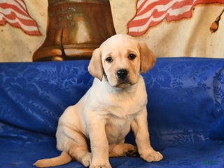 Labrador Retriever dogs Handsome - Ad 8