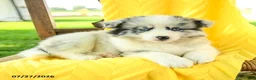 Pomsky dogs for sale: Remi  - Ad 5