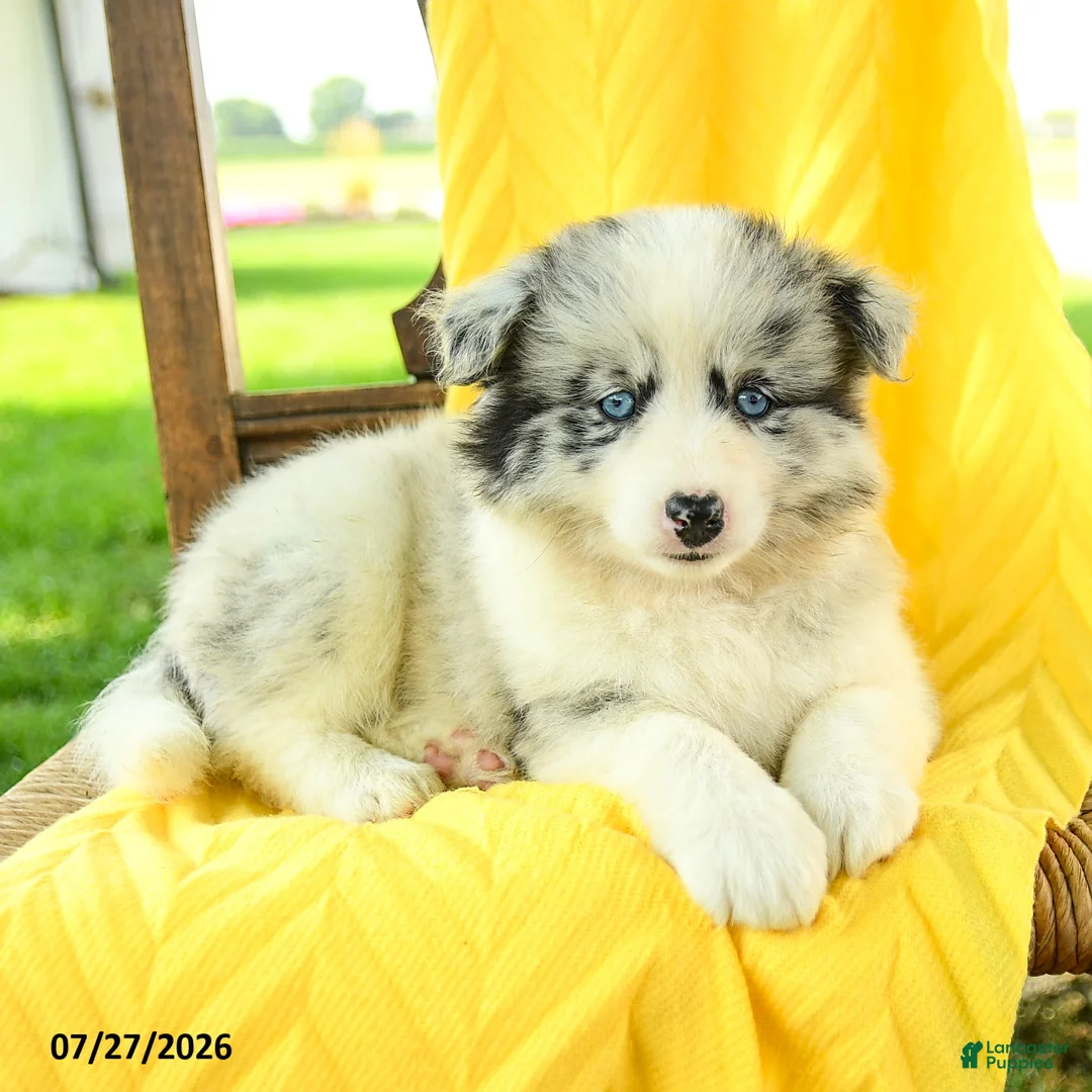 Pomsky dogs for sale: Remi  - Ad 5