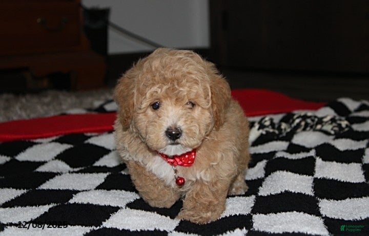 Bichpoo dogs Sammy - Ad 3