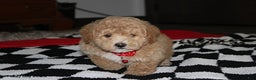Bichpoo dogs for sale: Sammy - Ad 1