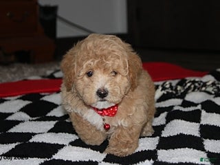 Bichpoo dogs Sammy - Ad 14