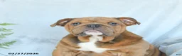 English Bulldog dogs for sale: Sweetheart - Ad 5