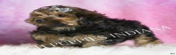 Yorkiepoo dogs for sale: Snickerdoodle - Ad 5