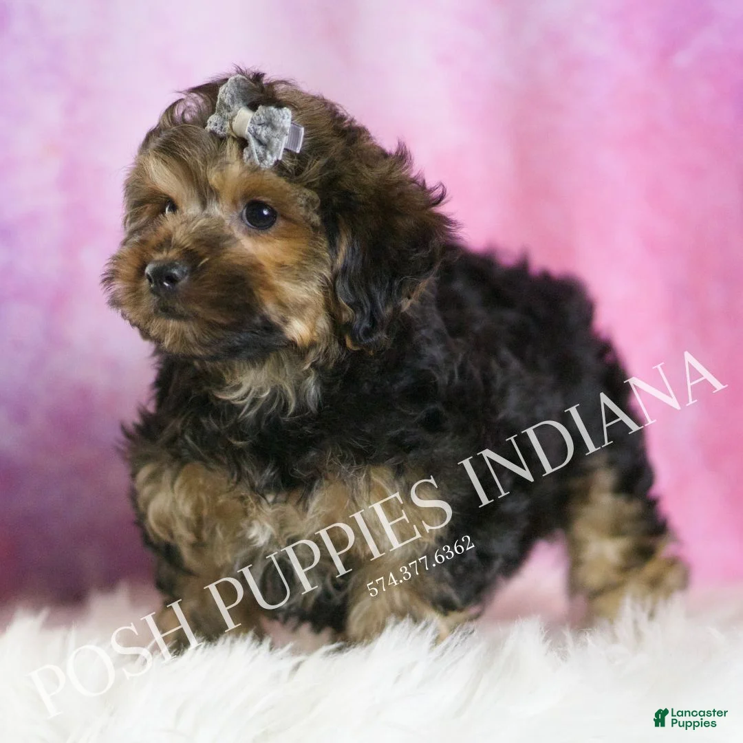 Yorkiepoo dogs for sale: Snickerdoodle - Ad 5