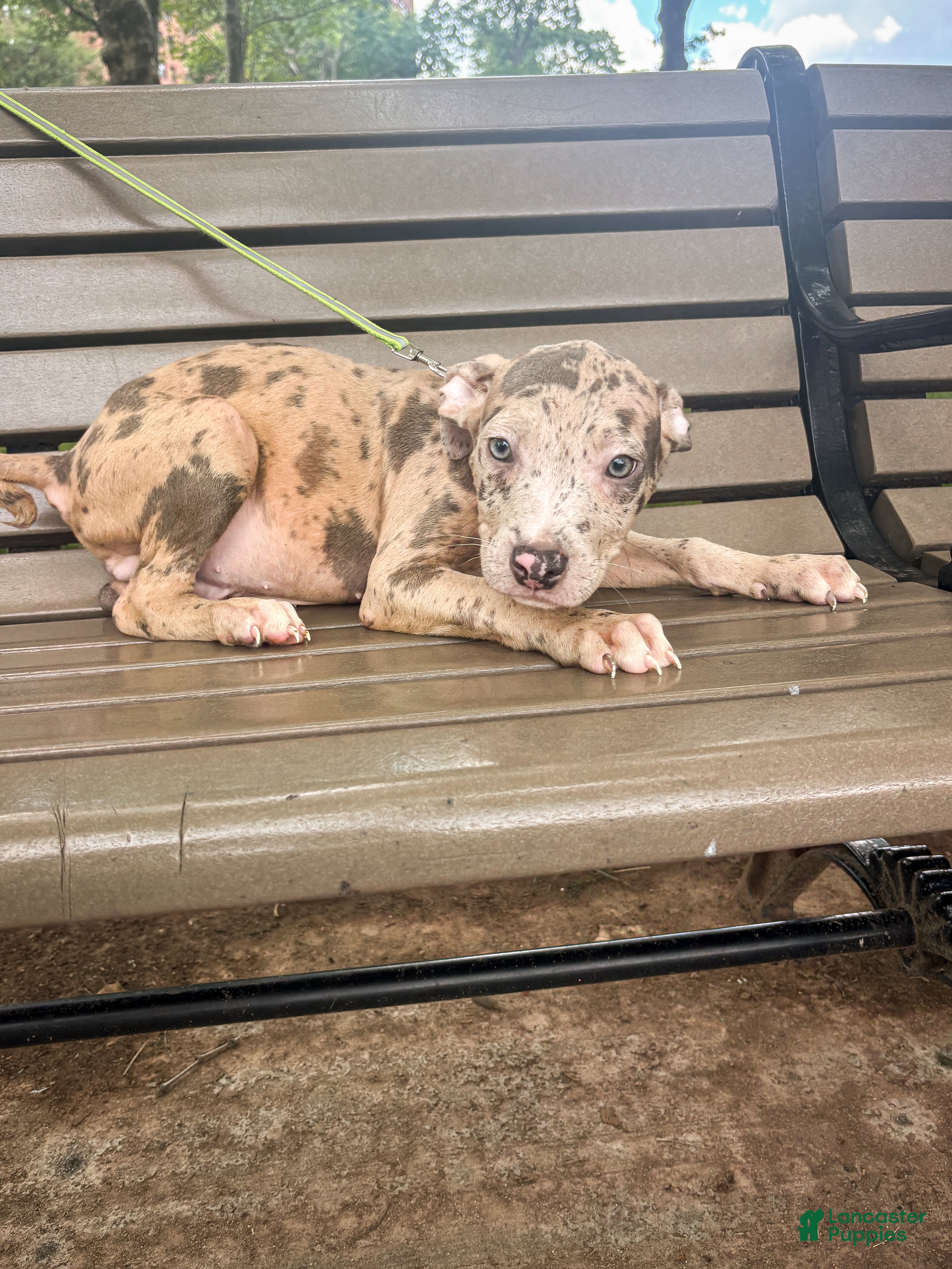 Mixed Breed dogs Mixed Breed 2 - Ad 2