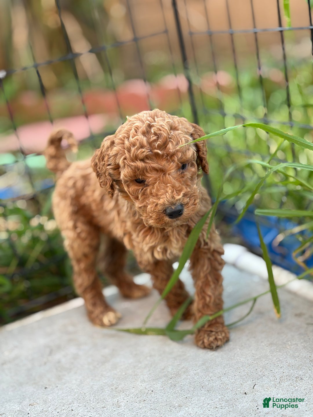 Standard Poodle dogs for sale: Frank - Ad 2