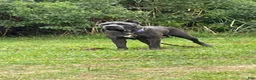 Cane Corso dogs for sale: Enzo  - Ad 4