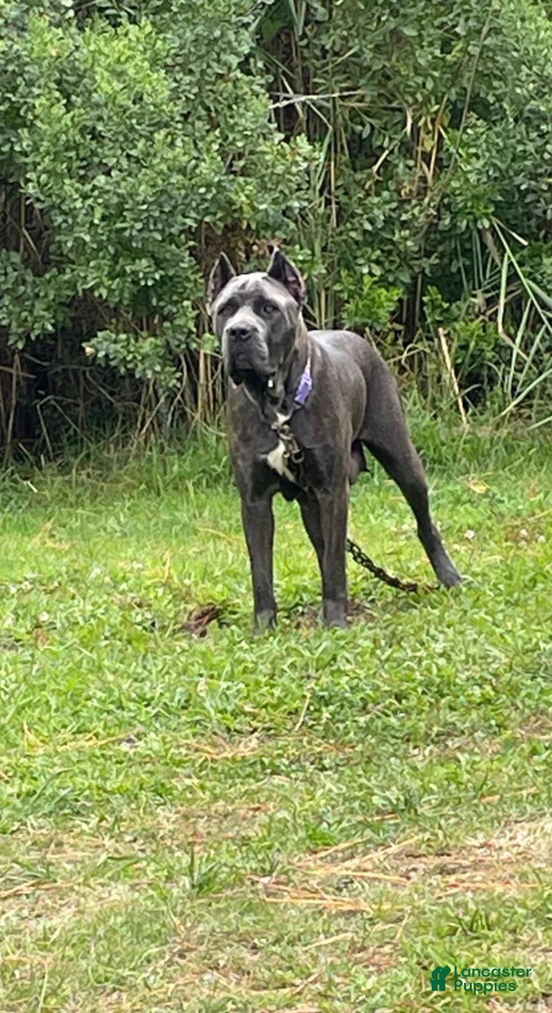 Cane Corso dogs for sale: Enzo  - Ad 4