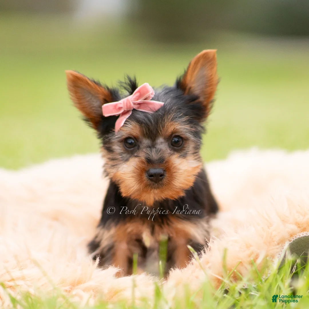 Yorkshire Terrier dogs for sale: Stella - Ad 1