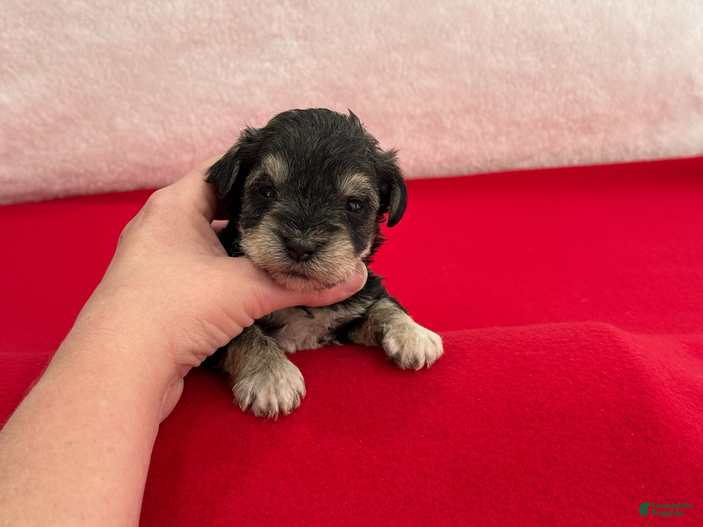 Miniature Schnauzer dogs Gypsy Male 2 - Ad 5