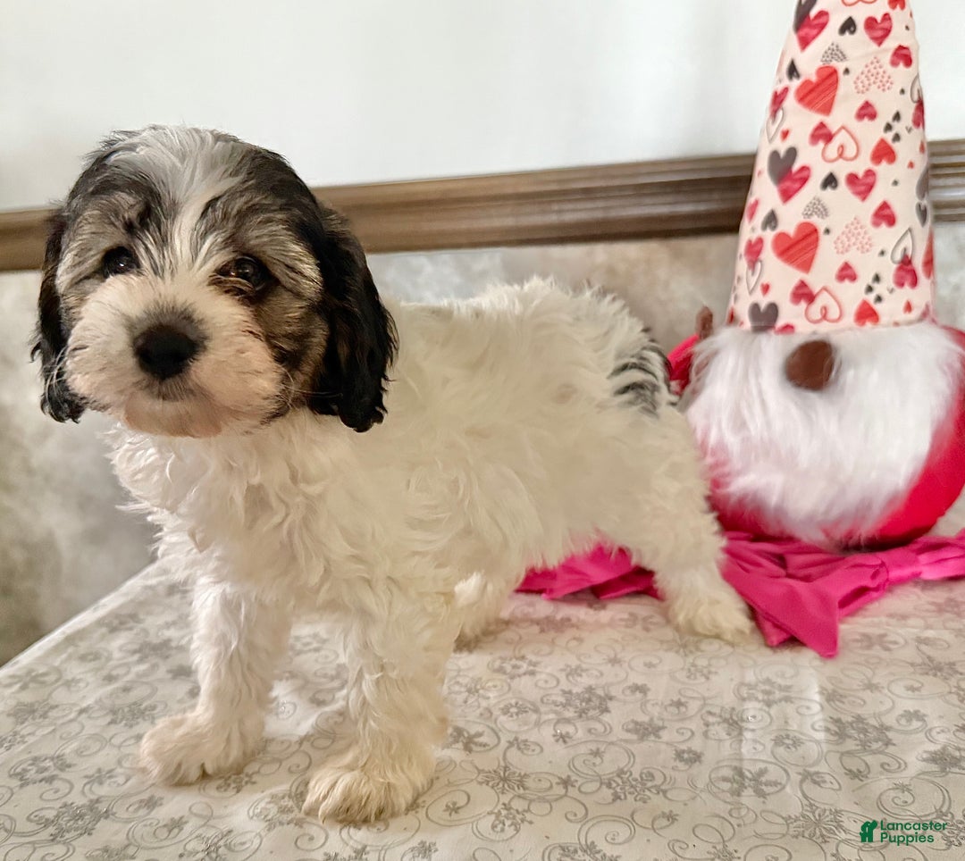 Cavapoo dogs for sale: Challenger  - Ad 3