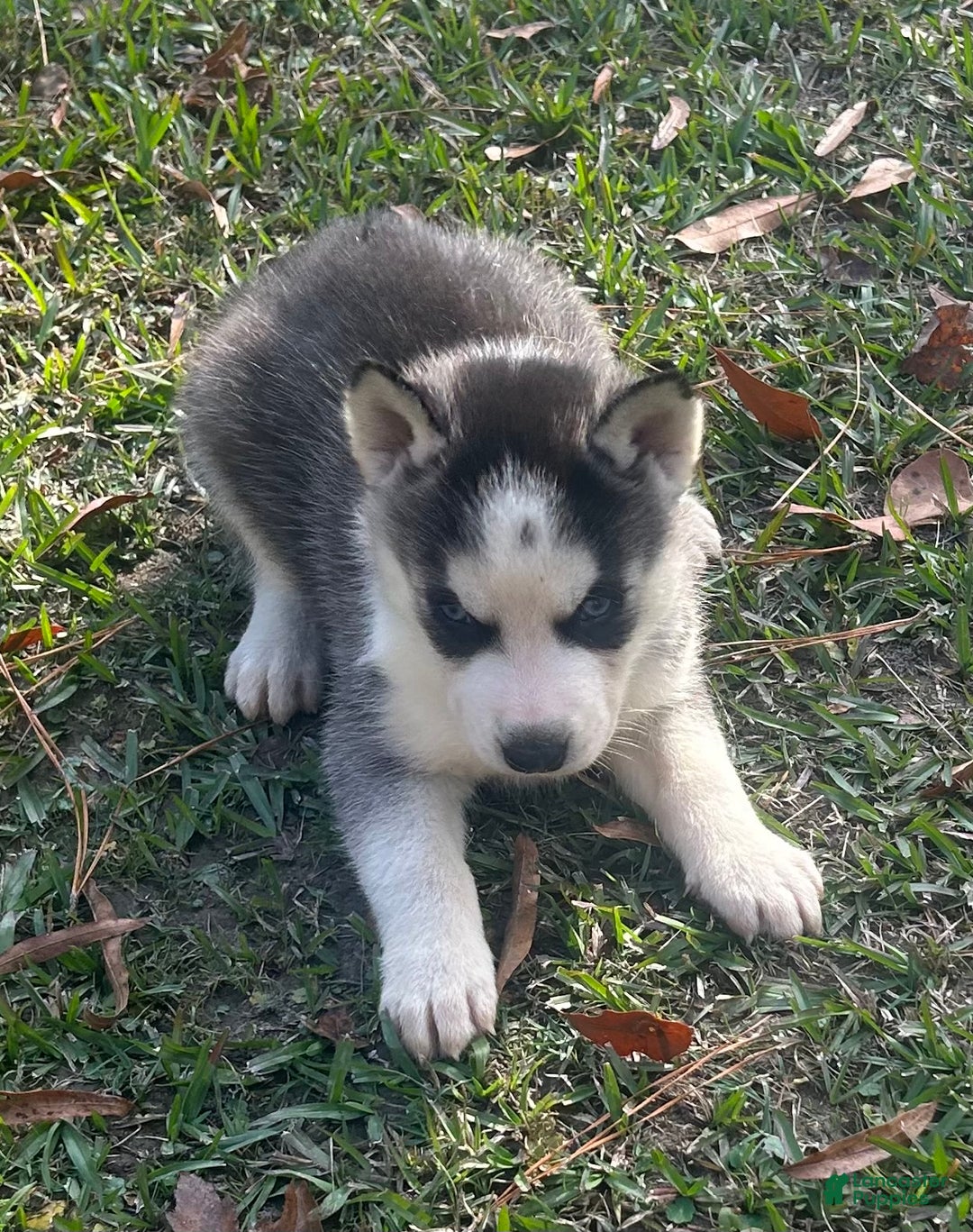 Siberian Husky dogs for sale: Zeus - Ad 1