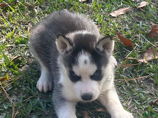 Siberian Husky dogs Zeus - Ad 41