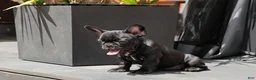 French Bulldog dogs for sale: Lilo - Solid Black Female (No brindle) - Rare - Ad 3