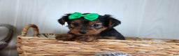 Yorkshire Terrier dogs for sale: CHLOE - Ad 14