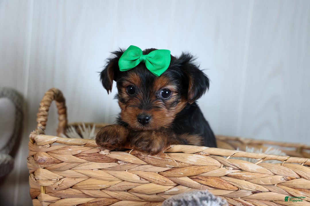 Yorkshire Terrier dogs for sale: CHLOE - Ad 14