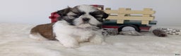 Shih Tzu dogs for sale: Talia - Ad 4