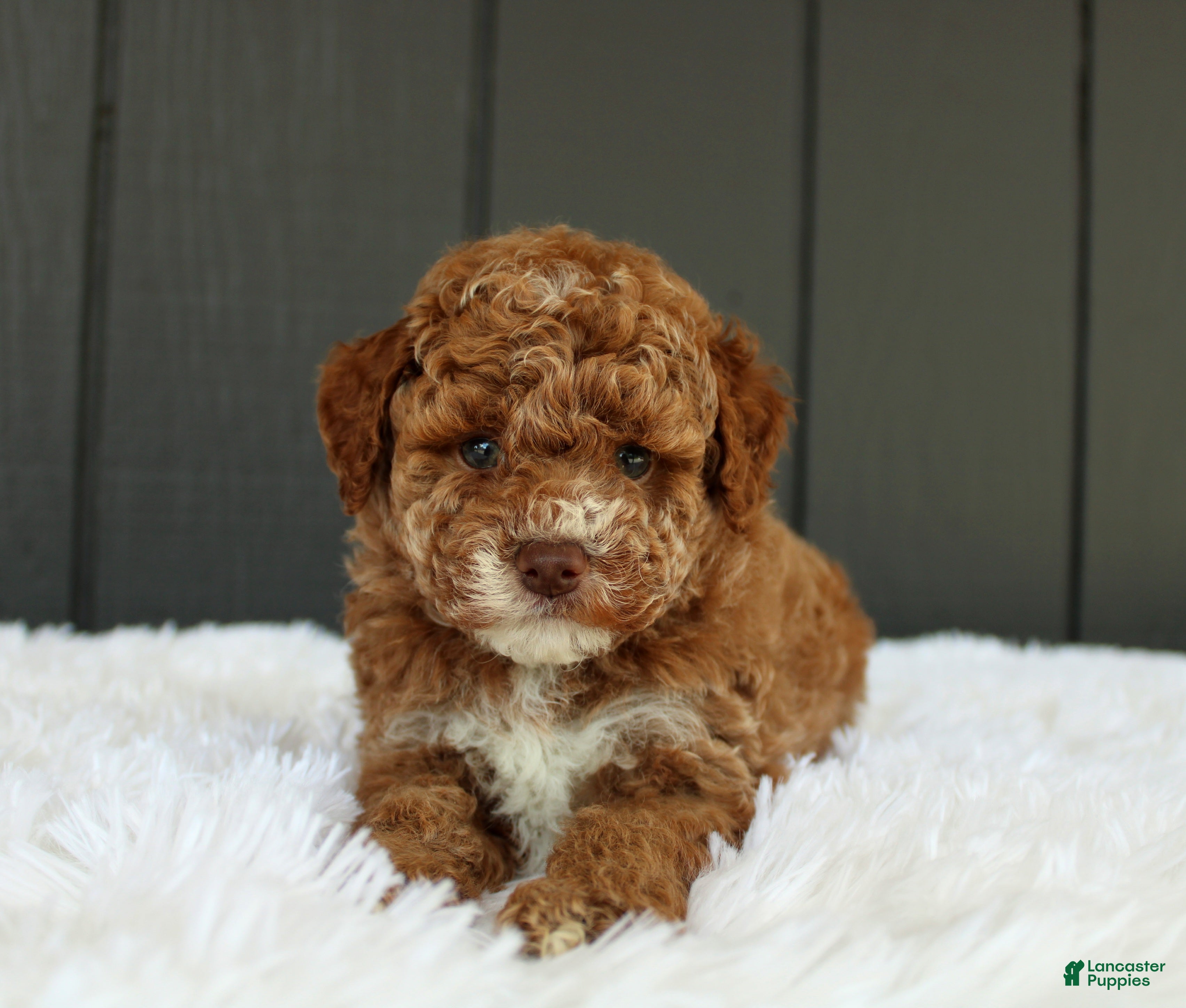 Miniature Poodle dogs for sale: AKC Archie - Ad 3