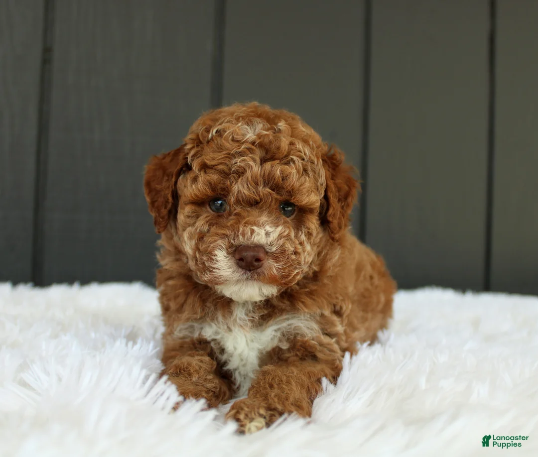 Miniature Poodle dogs for sale: AKC Archie - Ad 1