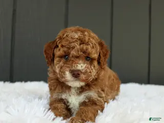 Miniature Poodle dogs for sale: AKC Archie - Ad 3